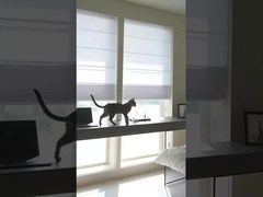 100% poliestere nero blinds a rulli tessuto romano per il trattamento delle finestre